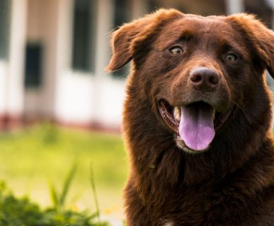 Köpeklerde Diş Bakımı