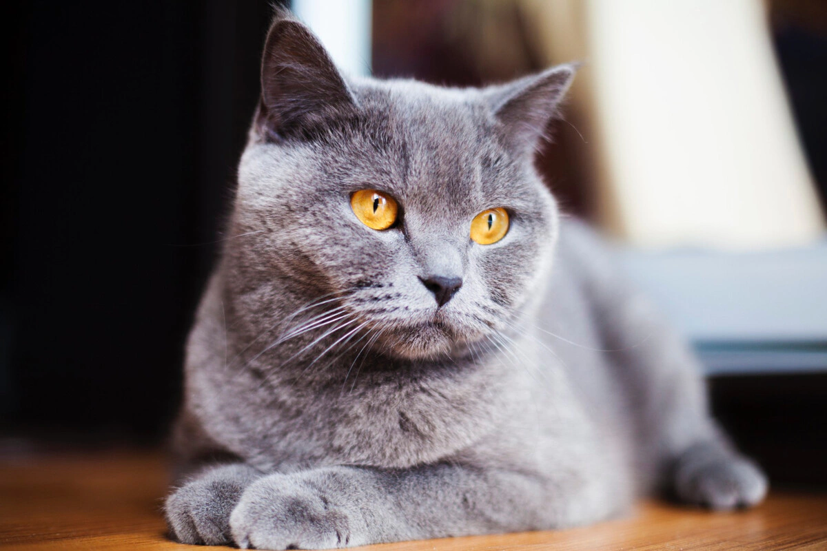 British Shorthair