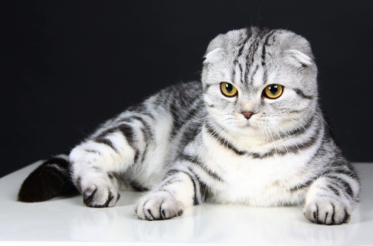 Scottish Fold