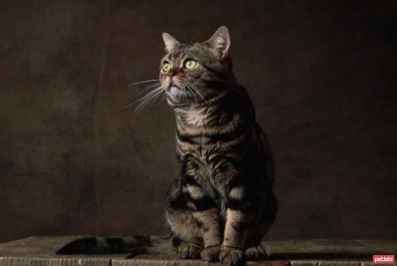 American Shorthair